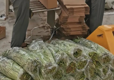目前金鄉大蒜日均發貨量超過10萬件