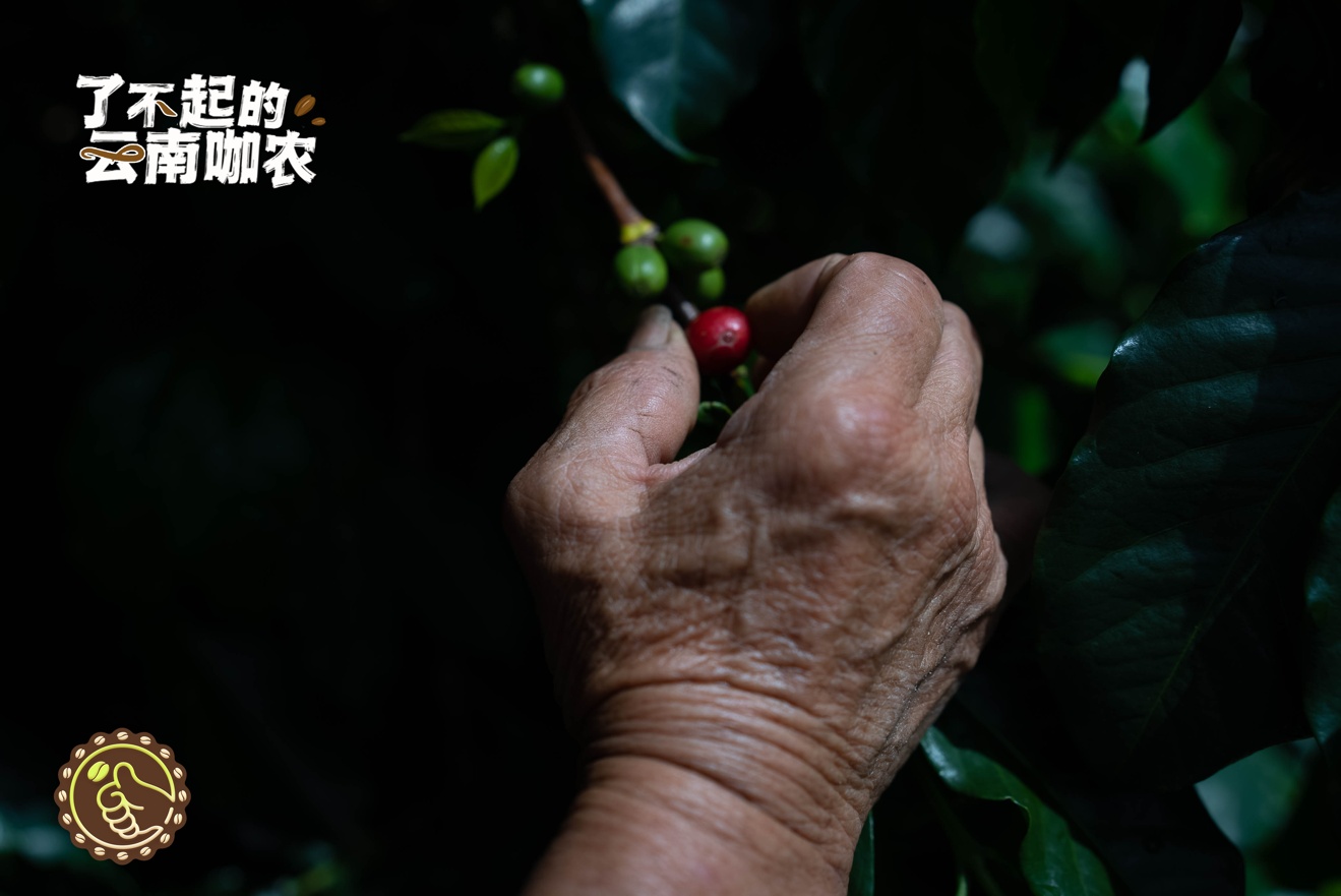 淘寶天貓推出“了不起的云南咖農”活動
