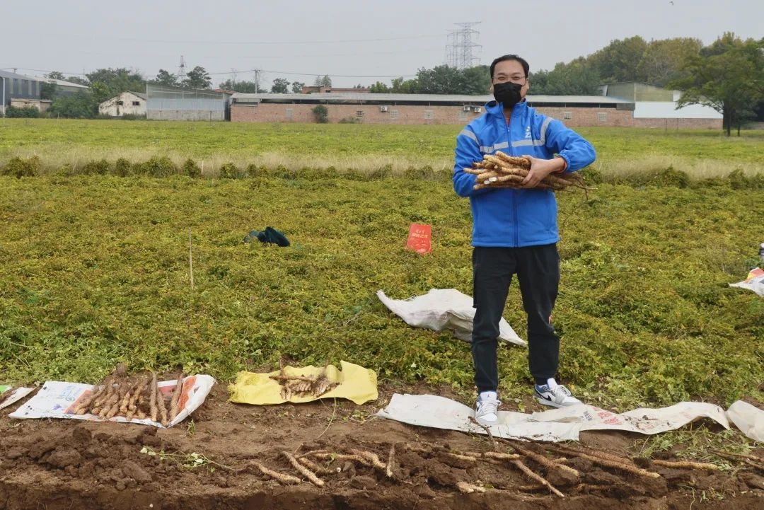 溫縣中通日均收件郵寄超2萬件山藥生鮮產品及深加工產品