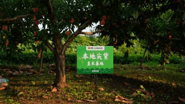 美團買菜直播落地北京平谷桃園 萬張鮮桃券上線即售空