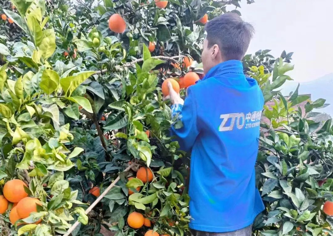 中通助力甜橙出山 奉節中通1月4日運出2萬票臍橙